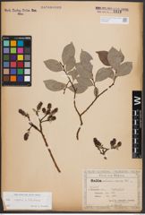 Foto von Salix caprea L. x Salix silesiaca Willd.